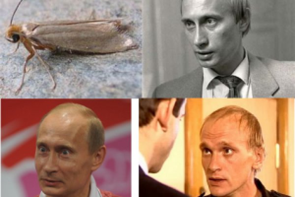 Кракен с айфона