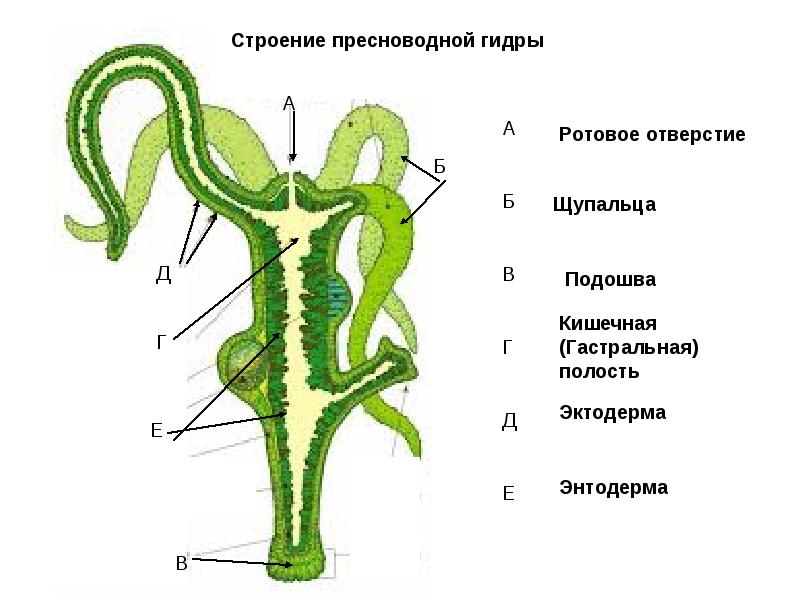 Кракен ссылка 2web krakendark link